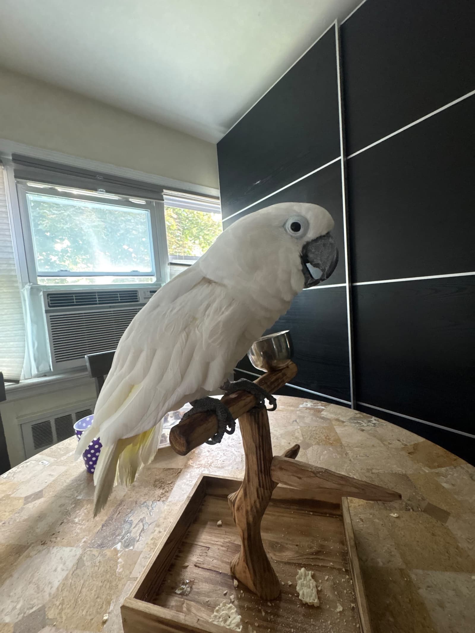Coconut